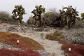 cactus géants (Opuntia Cactaceae)  - île de South Paza (Galapagos) Ref:37060